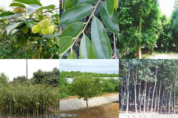 沉香树苗种植必看18点！