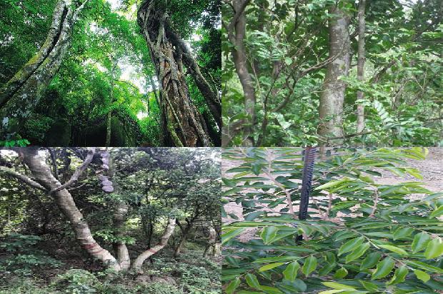 沉香树采香31条介绍