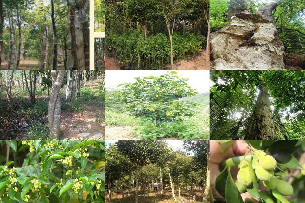 沉香树苗湖南能种吗30条介绍,来看看有哪些1662394124906 沉香树苗湖南能种吗30条介绍,来看看有哪些1662394124906