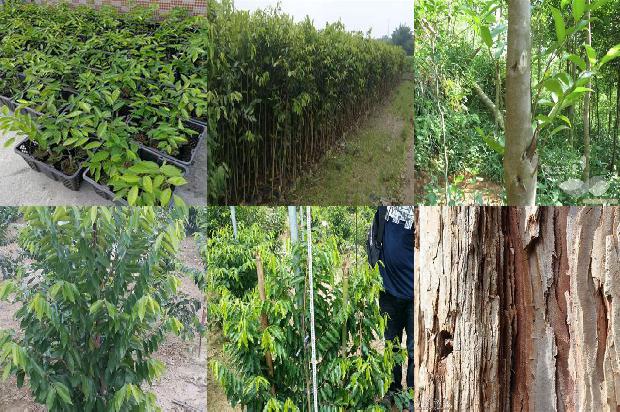 怎样种植沉香树1694390967494 怎样种植沉香树1694390967494