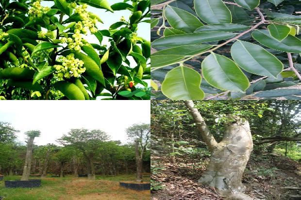 现在种植沉香树前景如何1694304587203 现在种植沉香树前景如何1694304587203