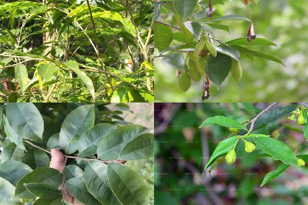 沉香树价格一棵24条介绍，一定要看！