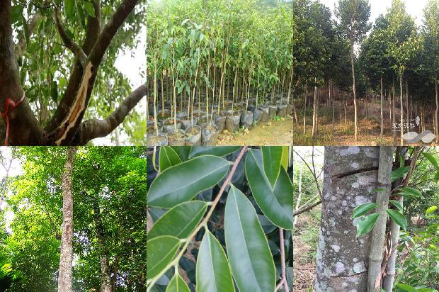 奇楠沉香树苗市场价34条介绍,你知道么?1662567085881 奇楠沉香树苗市场价34条介绍,你知道么?1662567085881