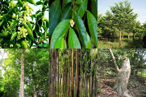 沉香树很香吗23条介绍,来看看有哪些1662567104763 沉香树很香吗23条介绍,来看看有哪些1662567104763