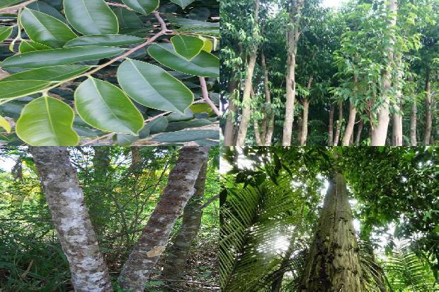 沉香树可以种植吗33条介绍,一定要看!1662567113321 沉香树可以种植吗33条介绍,一定要看!1662567113321