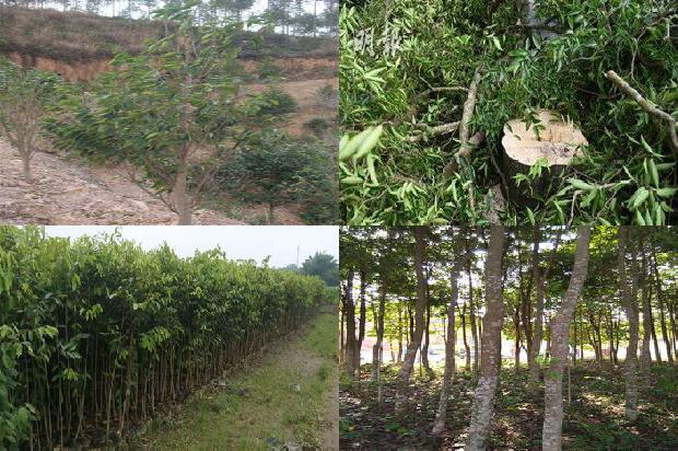 沉香树可以种植吗33条介绍,一定要看!1662567113328 沉香树可以种植吗33条介绍,一定要看!1662567113328