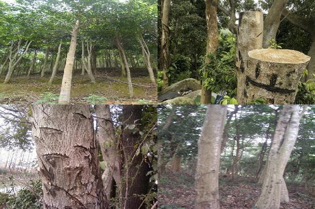 奇南沉香树18条介绍1662567130708 奇南沉香树18条介绍1662567130708