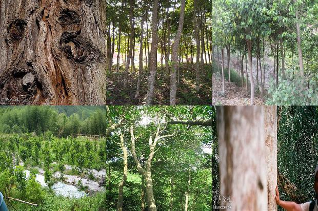 沉香树产地是哪里36条介绍,你知道么?1662653558302 沉香树产地是哪里36条介绍,你知道么?1662653558302