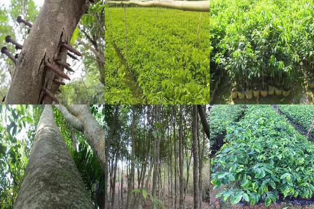 沉香树几年结果36条介绍,一定要看!1662826429862 沉香树几年结果36条介绍,一定要看!1662826429862