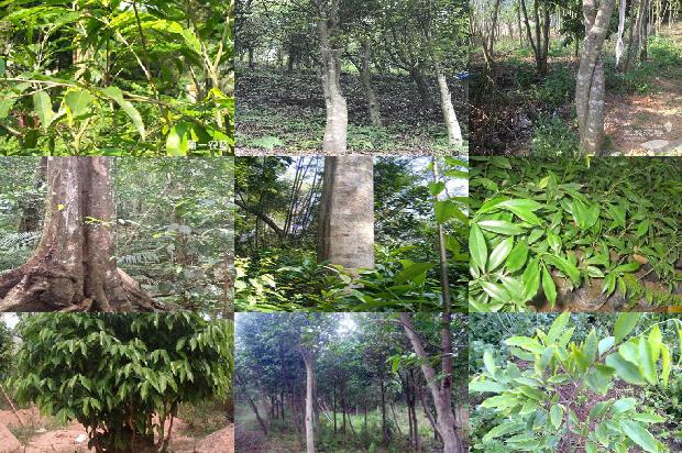 沉香树苗销路27条介绍,一定要看!1662826441160 沉香树苗销路27条介绍,一定要看!1662826441160