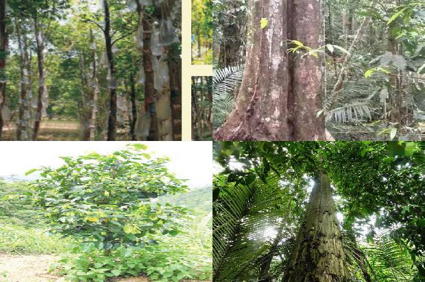 电白县沉香树征收多少一棵37条介绍