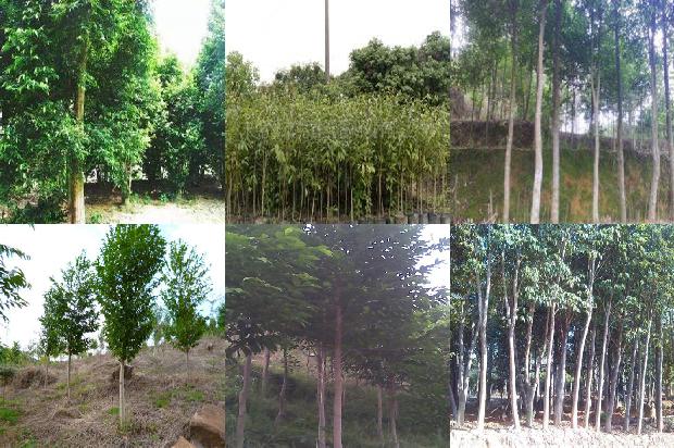 电白县沉香树征收多少一棵37条介绍1662912871302