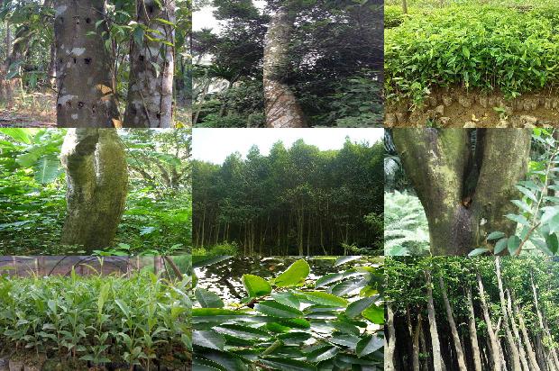 北沉香琥珀木的市场价1693699773242 北沉香琥珀木的市场价1693699773242