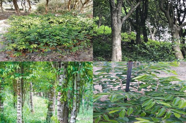 沉香树简介的17条小知识1662999174136 沉香树简介的17条小知识1662999174136