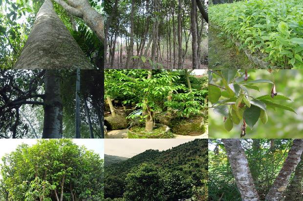 沉香树认养34条介绍，一定要看！