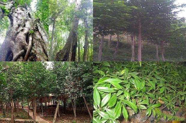 什么品种的沉香树最好1694304573596 什么品种的沉香树最好1694304573596