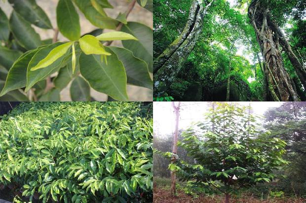 奇楠沉香树怎样种植36条介绍,你知道么?1663086502078 奇楠沉香树怎样种植36条介绍,你知道么?1663086502078