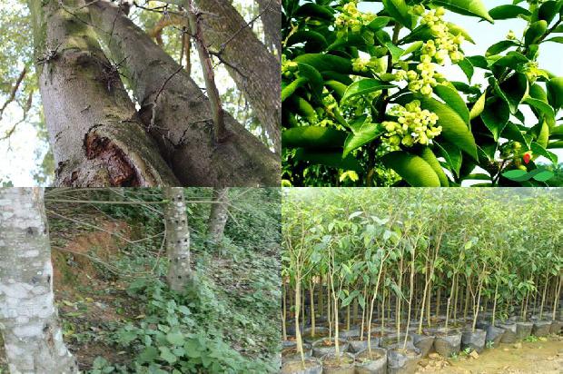 奇楠沉香树怎样种植36条介绍,你知道么?1663086502090 奇楠沉香树怎样种植36条介绍,你知道么?1663086502090