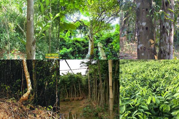 奇楠沉香树怎样种植36条介绍,你知道么?1663086502096 奇楠沉香树怎样种植36条介绍,你知道么?1663086502096