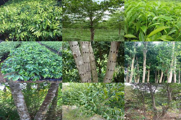 奇楠沉香树的特点33条介绍,一定要看!1663086547774 奇楠沉香树的特点33条介绍,一定要看!1663086547774