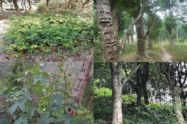 奇楠沉香树市场价19条介绍1663086557511 奇楠沉香树市场价19条介绍1663086557511