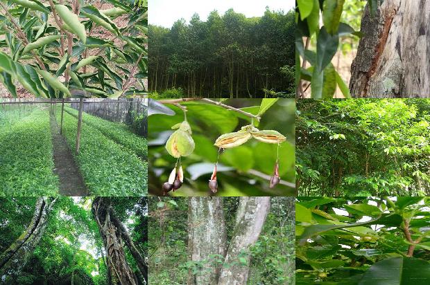 南奇沉香树苗28条介绍1663172126830 南奇沉香树苗28条介绍1663172126830