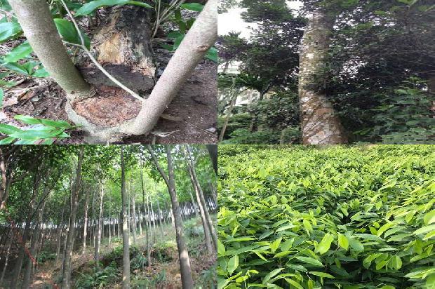 湖南可以种奇楠沉香树吗?33条介绍，来看看有哪些1663172136742