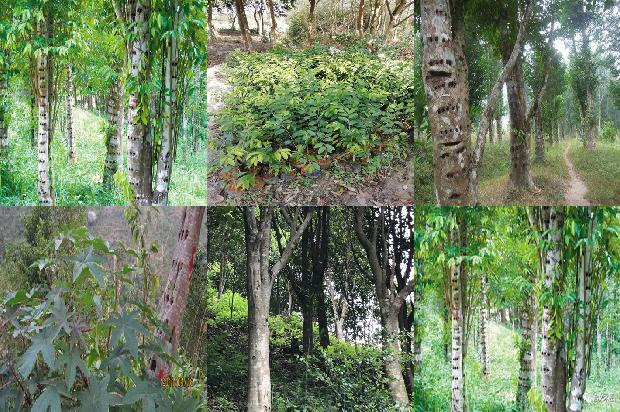 湖南有沉香树吗27条介绍,一定要看!1663172142387 湖南有沉香树吗27条介绍,一定要看!1663172142387