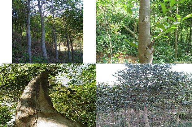 沉香树取香20条介绍