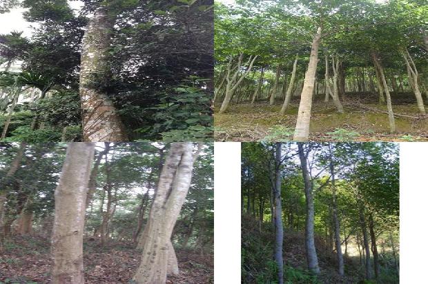 沉香树鉴定28条介绍，来看看有哪些1663258781079