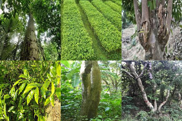 沉香植种苗1697069391423 沉香植种苗1697069391423