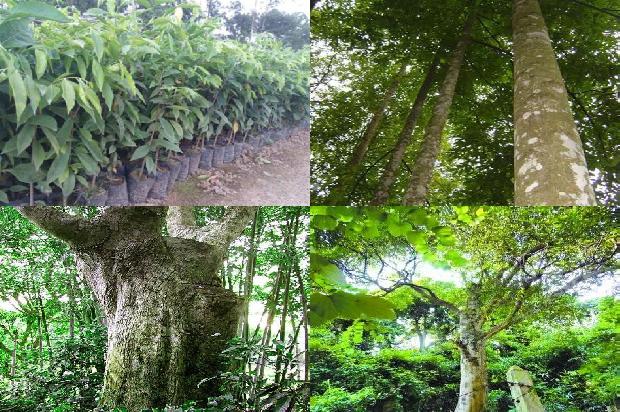 沉香树树苗35条介绍,一定要看!1663258796406 沉香树树苗35条介绍,一定要看!1663258796406