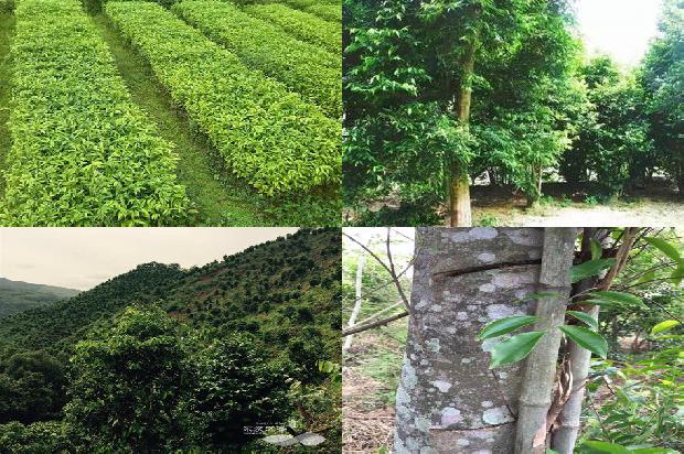 奇楠沉香树苗哪里有36条介绍，你知道么？
