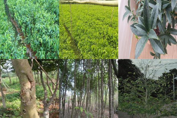 家里阳台能种植沉香树吗31条介绍，你知道么？