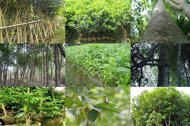 家里阳台能种植沉香树吗31条介绍，你知道么？1663344885519