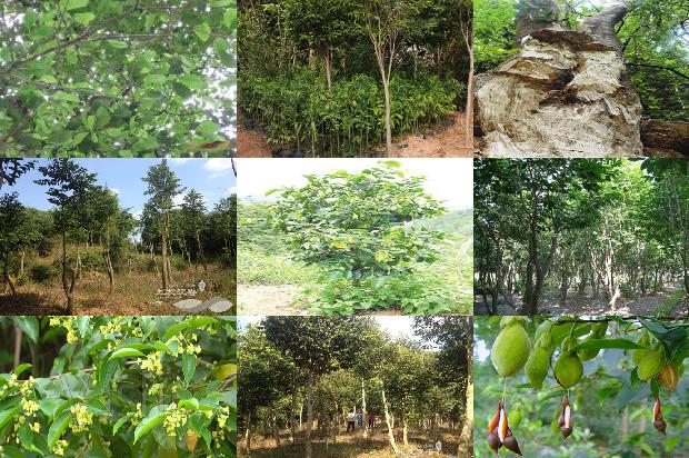 北方种植沉香树1696118930628 北方种植沉香树1696118930628