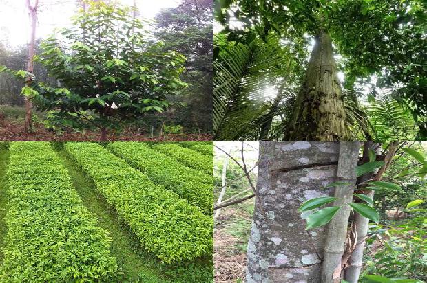 湖南可以种植沉香树吗必看27点！1663431376582