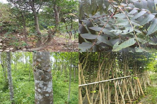沉香树修剪31条介绍,一定要看!1663431413993 沉香树修剪31条介绍,一定要看!1663431413993