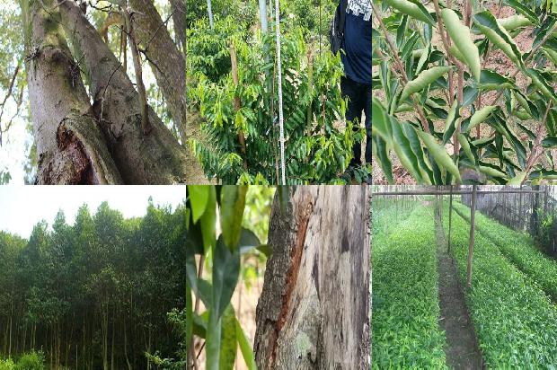 济南沉香树的种植技术-必看16条小知识
