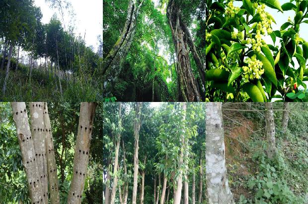 沉香树在哪里可以种-必看17条小知识1663517686067