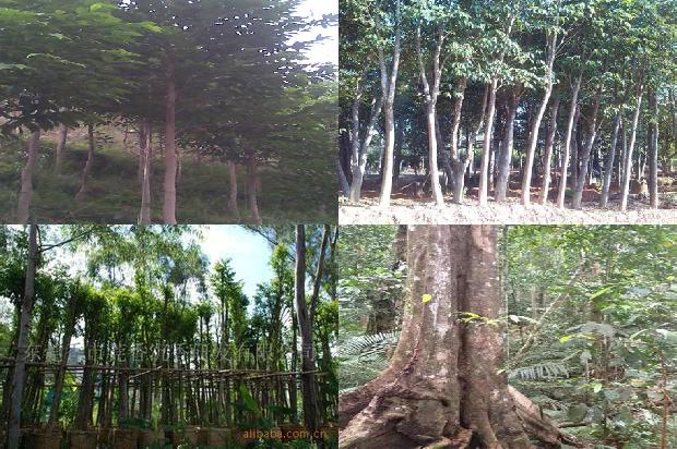 沉香树在哪里可以种-必看17条小知识1663517686079