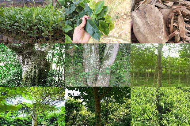 沉香树好种植吗18条介绍，你知道么？