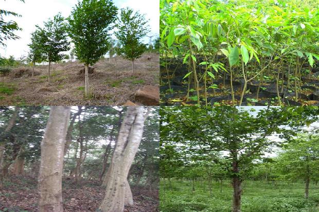 沉香树好种植吗18条介绍，你知道么？1663517697194
