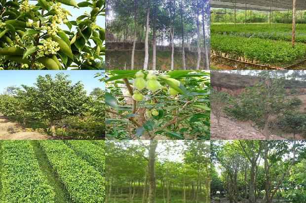 沉香树好种植吗18条介绍，你知道么？1663517697200