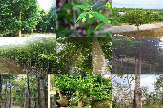 沉香树好种植吗18条介绍，你知道么？1663517697206