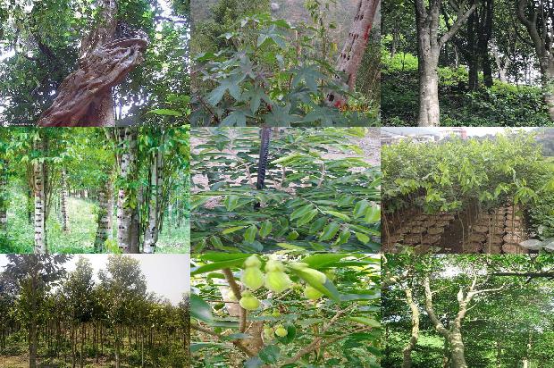 沉香树好种植吗18条介绍，你知道么？1663517697212