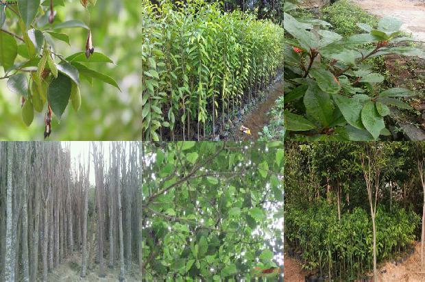 沉香树好种植吗18条介绍，你知道么？1663517697218