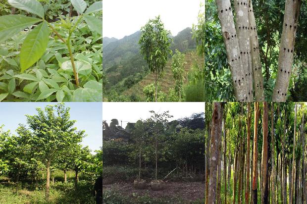 沉香树好种植吗18条介绍，你知道么？1663517697224
