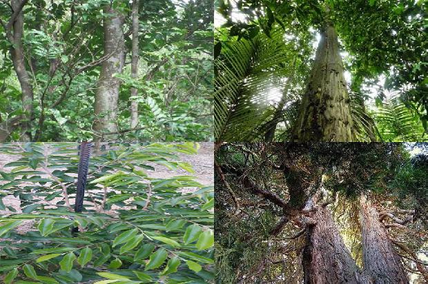 河北可以种沉香树吗23条介绍,你知道么?1663517708285 河北可以种沉香树吗23条介绍,你知道么?1663517708285