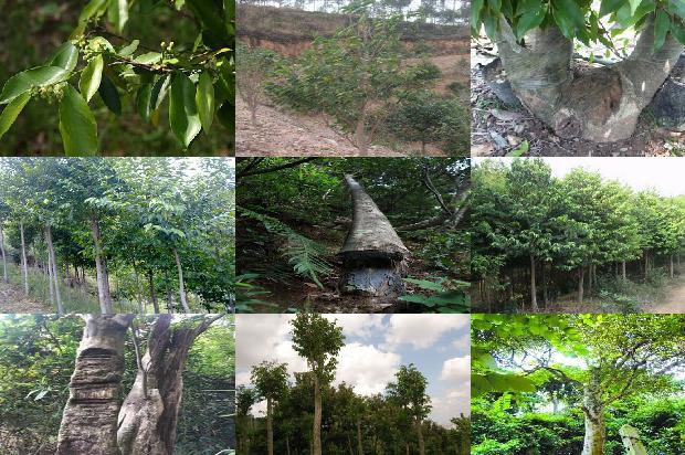 河北可以种沉香树吗23条介绍,你知道么?1663517708303 河北可以种沉香树吗23条介绍,你知道么?1663517708303